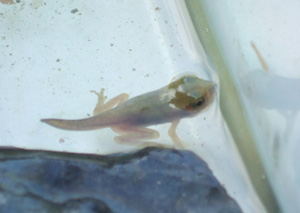 otama_kaeru.jpg